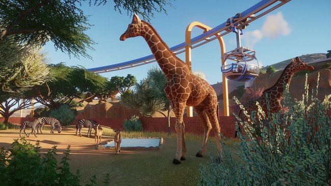 Giraffen laufen durch ein Gehege im Spiel Planet Zoo.