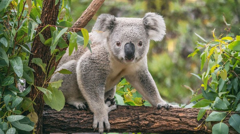 Ein junger Koala sitzt auf dem Ast eines Eukalyptusbaums.